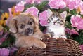 Lhasa Apso Puppy playing with Tabby Kitten