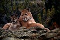 Mountain Lion with her cub