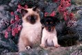 Siamese Kitten and Jack Russel Terrier Puppy plaing in Winter Frost