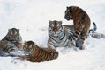 Siberian Tiger Female and cubs in Winter