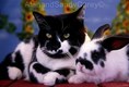 Tuxedo Cat with bunny twin