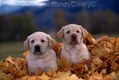 Yellow Labrador Puppies playing in Autumn Leaves Montaina