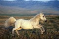 Leaping White Arabian Stallion Montana