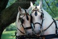Lipizzan pair Teemed up to horse carriage, Illinois