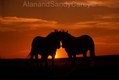 Quarter Horse Pair, Nuzzling at sunrise, Montana
