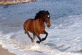 Quater Horse running In Ocean on Beach, Puerto Vallarta, Mexico