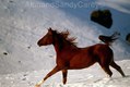 Running Arabian In Winter In Montana