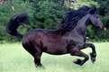Running Black Friesian Horse, Oregon