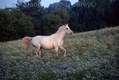 Running White Arabian Horse, Illinois