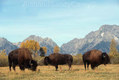 Bison Grand Teton Wyoming