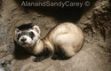 Black footed Ferret, Wyoming