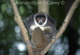 Moms are always watching,Lemur mom and Baby, Madagascar