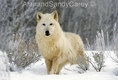 White Wolf in Winter 