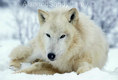 WhiteWolf Laying in Snow