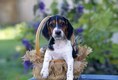 Beagle in a basket