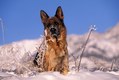 German Shepherd in winter. 