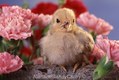 Baby Chick in Pink Flowers