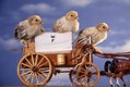 Baby Chicks ridding horse carriage