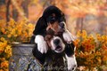 Basset Hound Puppies, Relaxing