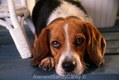 "Puppy Eyes" Beagle Laying on Floor Montana