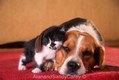 Beagle Relaxing with Tuxedo Kitten