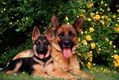 German Sheperd Mom and Puppy