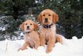 Golden Retriever Puppies in Winter