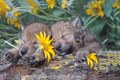 gray wolf pups sleeping in flowers