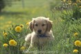 Golden Retriever puppy in dandelions. 