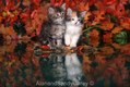 Kitten Pair Sitting on Rock in Pond in Autumn, Montana