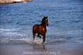 Quater Horse running in Ocean on Beach Peurto Vallarta, Mexico