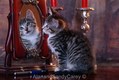 Tabbby Kitten admiring itself in Mirror