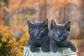 Two Russian Blue Kittens in Vase