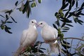 White Sacred Dove Pair sitting on Olive