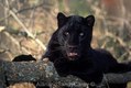 African black Leopard