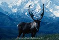 Bull Cariboue Alaska