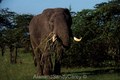 Elephant feeding on Freshly uprooted Acacia Tree, Maasai Mara Kenya
