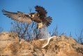 Peregrine Falcon Colorado