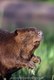 Beaver conteplating life in Montana