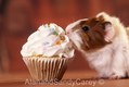 Young Guinea Pig Eating Cake