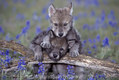 Friendship, Gray wolf Pups playing on Log