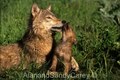 Gray wolf Puppy nuzzling its Mother