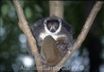"Moms are always watching," Lemur mom and Baby, Madagascar