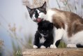 Mother Cat Licking her Kitten