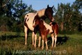 Paint Mare and Foal MT