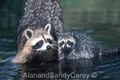 raccoon mom&baby in water
