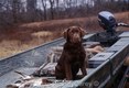 cholcate Lab pup in Boat with Mallards, Arkansas 6.