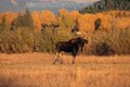 Bull Moose Wyoming 1999