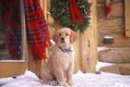 Golden Retriever winter puppy