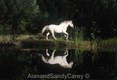 Running Lipizzan Horse reflected in Pond